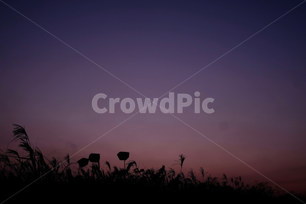 저녁하늘,석양,갈대,노을,보랏빛,하늘,자연,풍경,nature,landscape,실루엣,그림자,silhouette,shadow,outdoors,옥외