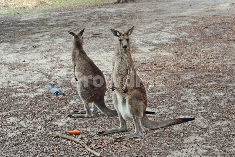 캥거루,kangaroo,모리셋,귀여운,moriset,동물,animal,포유류,mammal