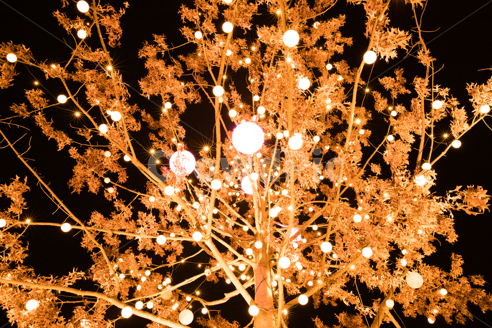 빛,밤,불빛,light,감성,축제,나무,christmastree,풍경,야경,밤,풍경,nightscape,night,landscape,메리크리스마스,성탄절,merry christmas,chandelier,샹들리에,lamp,램프,lighting,조명