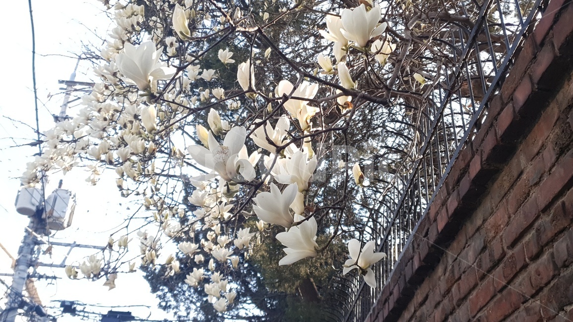 봄,꽃,목련,감성,식물,봄,계절,spring,season,식물,자연,plants,nature,꽃,flower