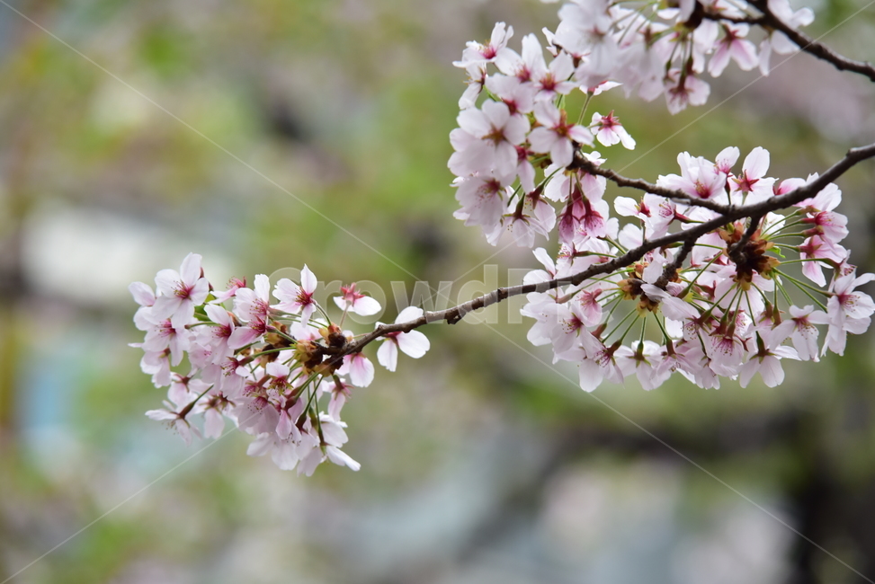 벚꽃,봄꽃,봄,꽃,벚꽃축제,사쿠라,자연,계절,spring,flower,힌꽃,벚꽃나무,벚꽃놀이,핑크,힌색,식물,자연,plants,nature,꽃,flower