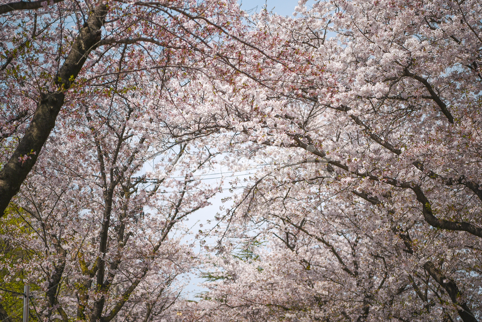 벚꽃,봄,cherryblossom,꽃,flower,식물,벚꽃터널,벚꽃나무