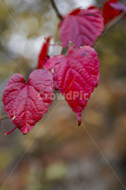 가을,붉은잎,나무잎,가을분위기,식물,가을,계절,fall,autumn,season,veins,정맥