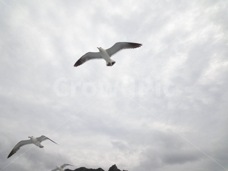 자유,갈매기,바다,free,freedom,동물,animal,조류,새,birds