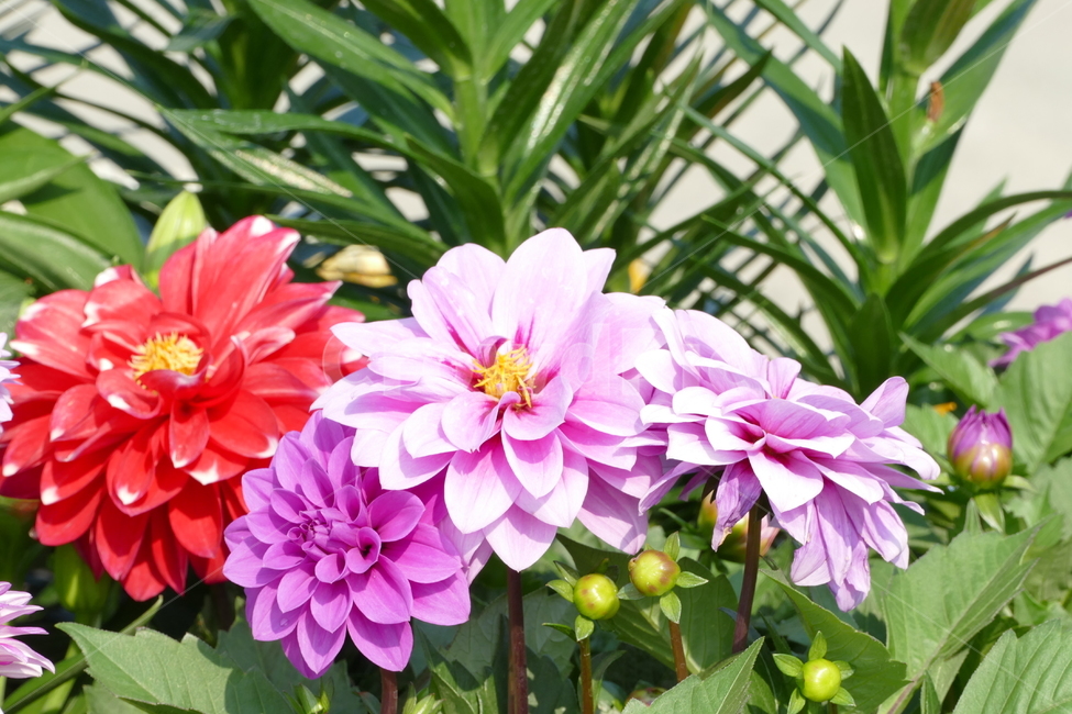 다알리아,달리아,꽃,식물,다알리아꽃,식물,자연,plants,nature,꽃,flower