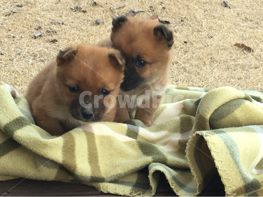 강아지,두마리,담요위강아지,pet,dogs,ontheblanket,동물,animal,포유류,mammal,개,강아지,dog,doggy