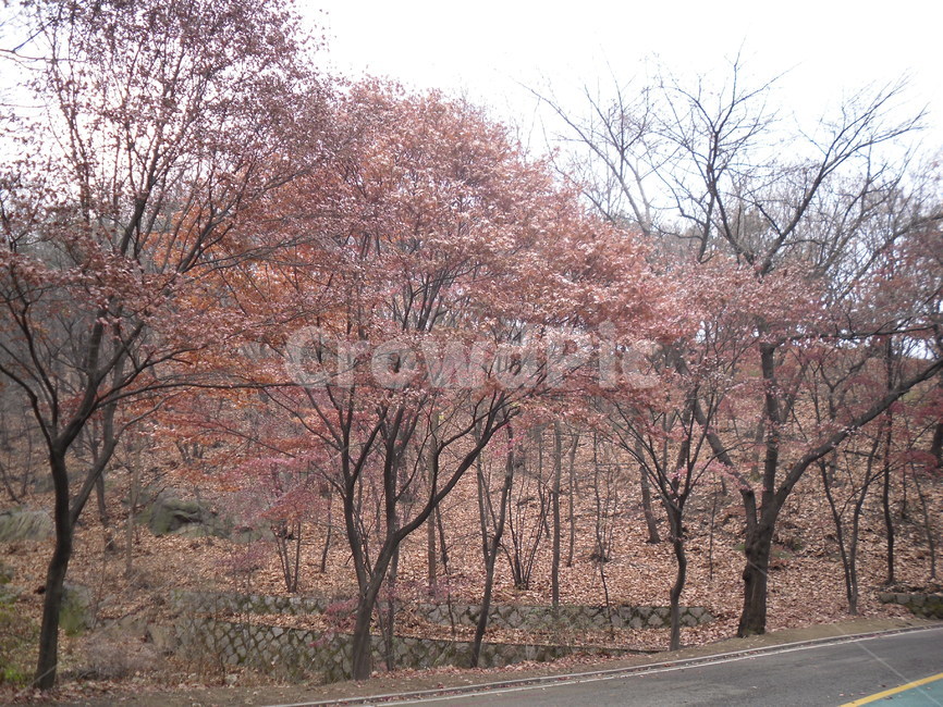 자연,풍경,landscape,nature,휴식,rest,season,나무,가을,단풍,남산,서울,namsan,산책,산책로
