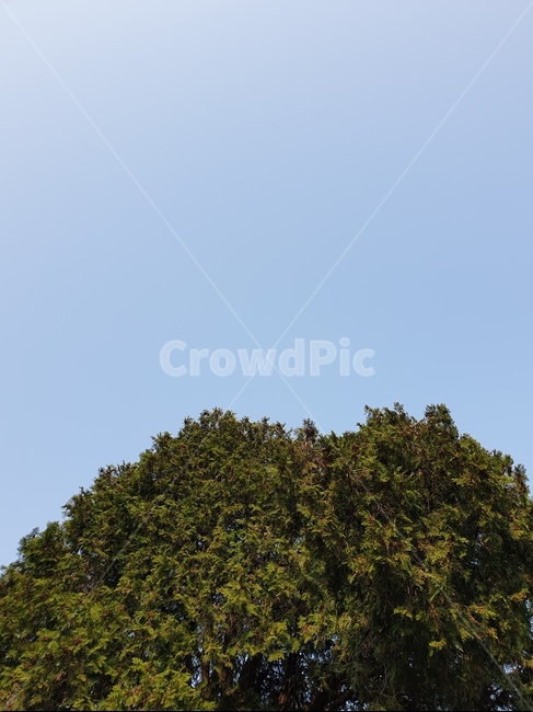 자연,풍경,나무,하늘,숲,식물,자연,plants,nature,나무,trees,wood