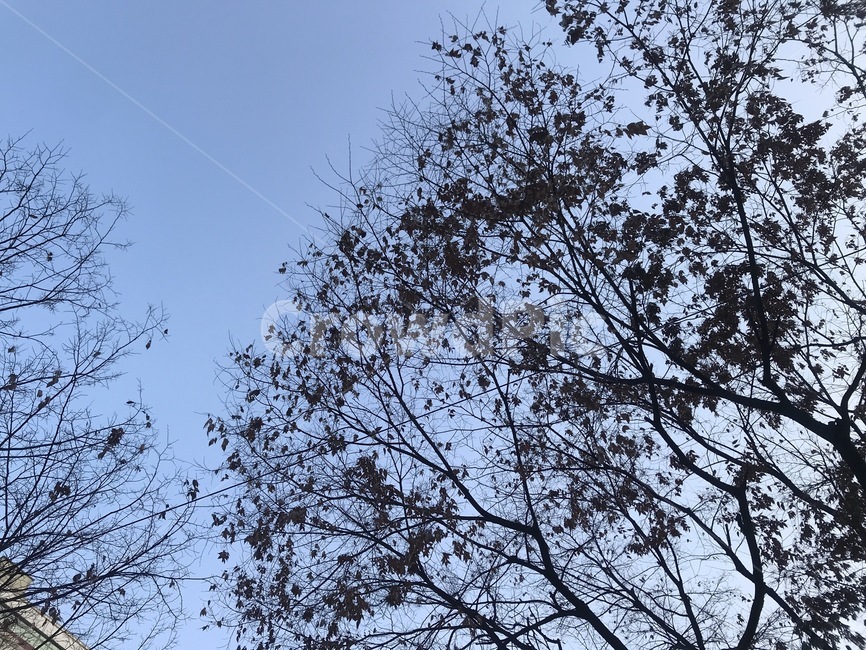 나무,하늘,sky,tree,풍경,아이폰,겨울,겨울풍경,여행지,iphone,전선,명동,서울,한국,길,길거리,street