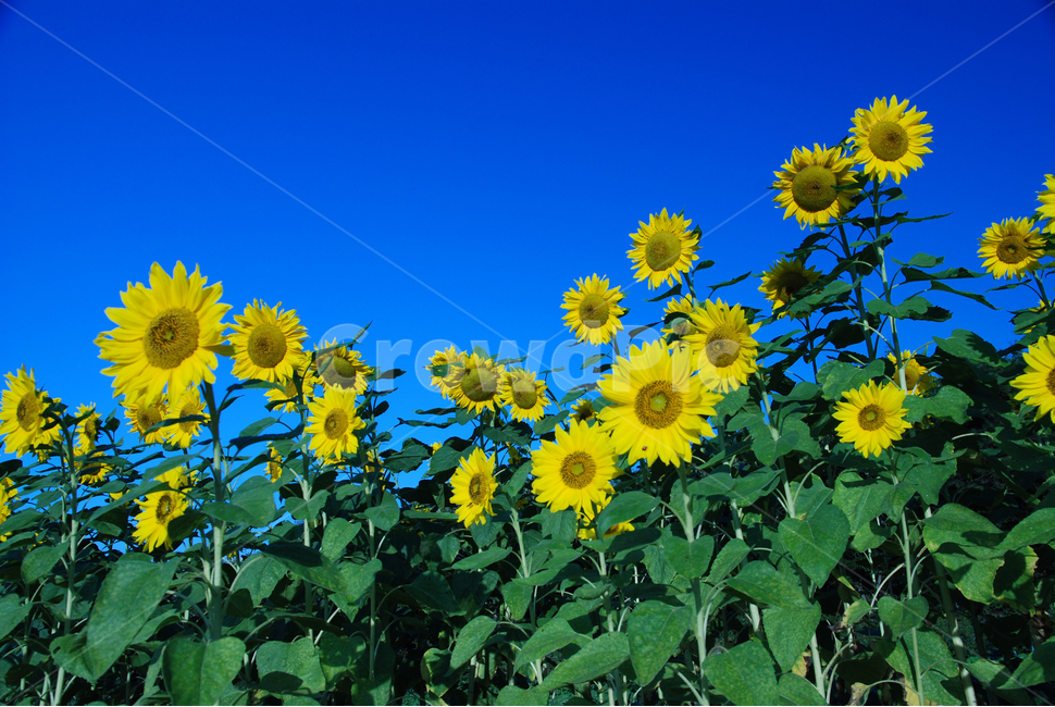 해바라기,가을,가을꽃,노랑꽃,계절,여름,계절,summer,season,가을,fall,autumn,식물,자연,plants,nature,꽃,flower,plant,blossom
