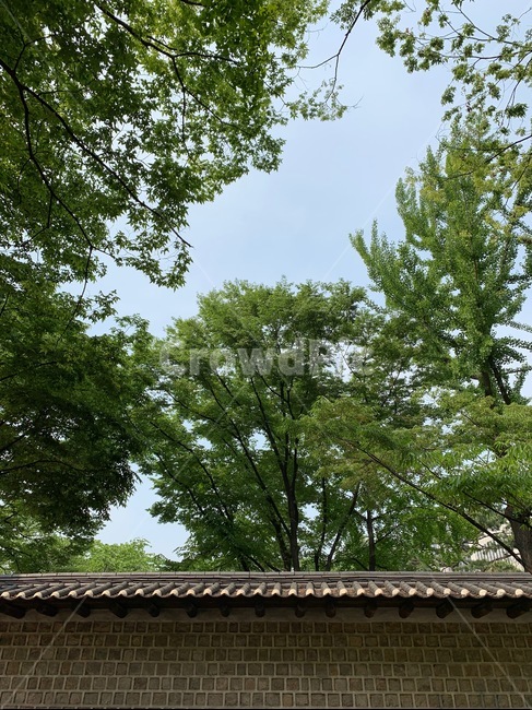 산책,서울,돌담길,나무,하늘,자연풍경,기와,건축물,greentree,bluesky,파란하늘,oriental,koreantraditional,exterior,landscape,싱그러운,여유로움