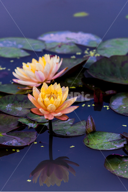 수련,문양,반영,무늬,습지,연못,식물,자연,plants,nature,꽃,flower