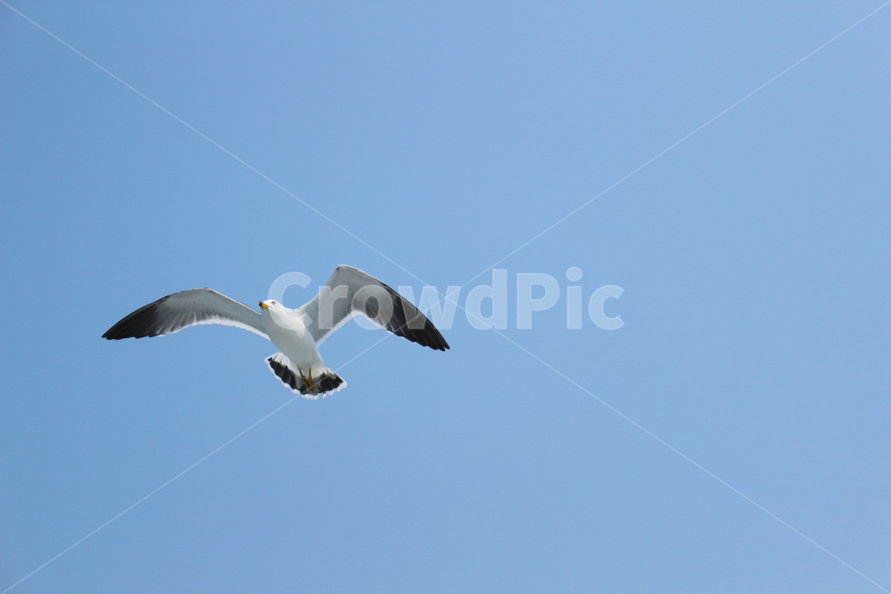 하늘,새,갈매기,바다,갈매기떼,동물,animal,조류,새,birds