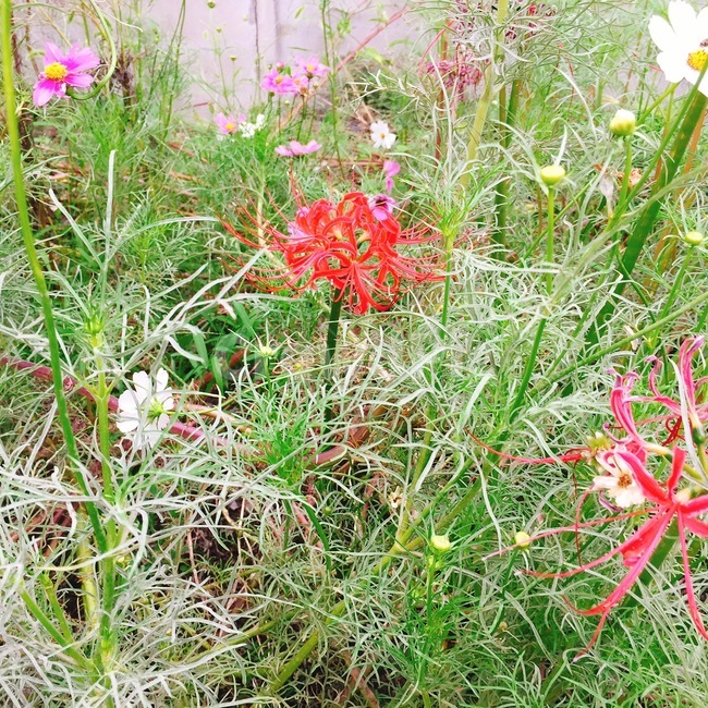 석산,꽃,들꽃,식물,여러가지꽃,식물,자연,plants,nature,꽃,flower