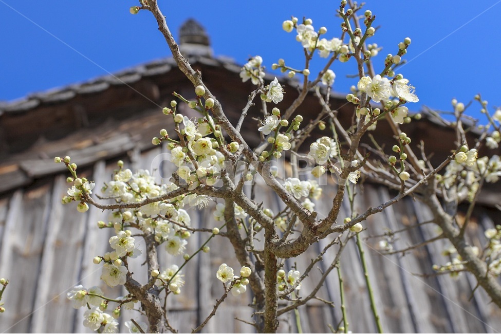 매화,꽃,자연,봄꽃,식물,계절,plants,nature,spring,season,flower,백매화,나무,tree,봄,봄,계절,spring,season,식물,자연,plants,nature,꽃,flower,plant
