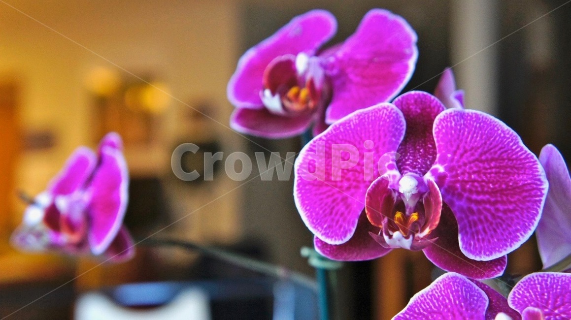 꽃,오키드,식물,plant,orchid,flower,식물,자연,plants,nature,꽃,flower