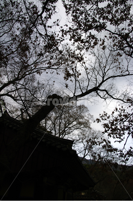 식물,plant,나무,하늘,구름,기와지붕,가을,fall,식물,자연,plants,nature,나무,trees,wood