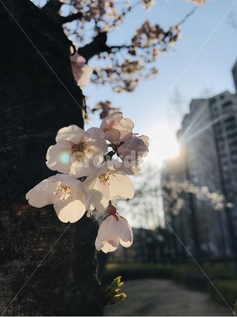 봄,벚꽃,꽃,자연,벚꽃나무