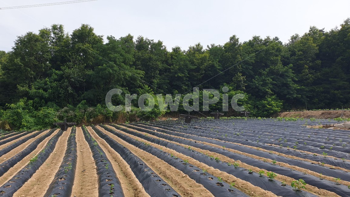 밭,농사,농업,콩,나무,농업,농사,agriculture,farming,farming industry