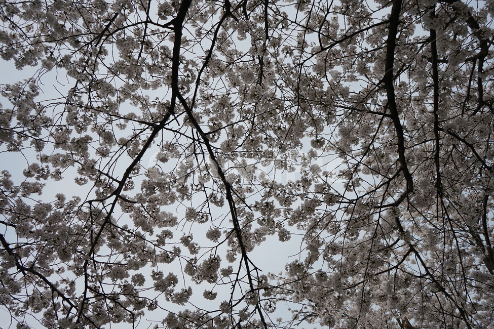 꽃,나무,벚꽃,봄,거리,꽃나무,spring,season,식물,자연,plants,nature,flower,계절,벚나무,사쿠라,봄,계절,spring,season,plant,tree