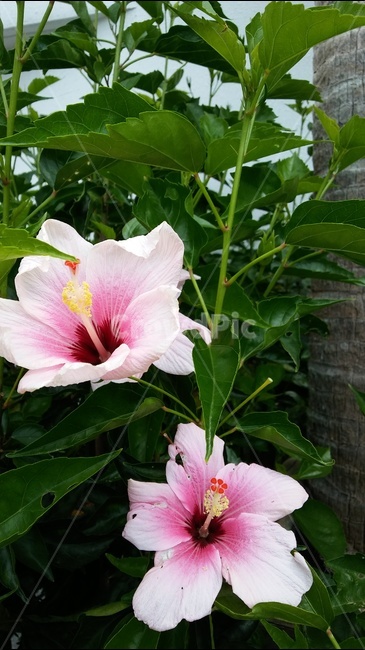 접시꽃,꽃밭,화단,야외,시골,식물,자연,plants,nature,꽃,flower