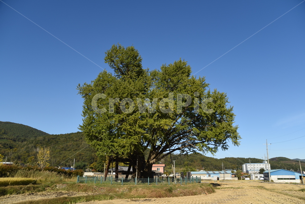 은행나무,구량리,노거수,tree,나무,plant,식물,nature,울산,보호수,식물,자연,plants,nature,나무,trees,wood