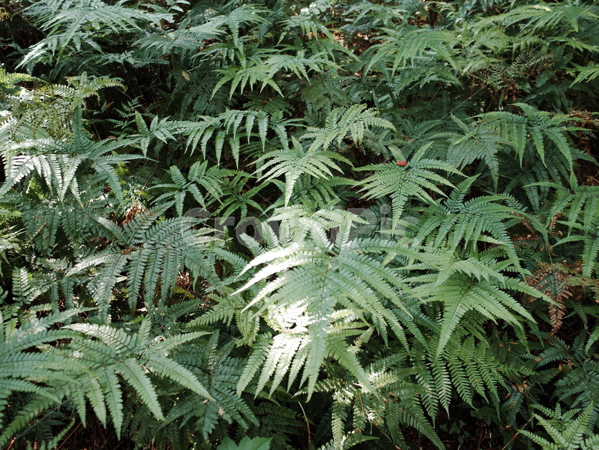 숲,침옆수,초록색,나뭇잎,울창함,제주도,식물,자연,plants,nature