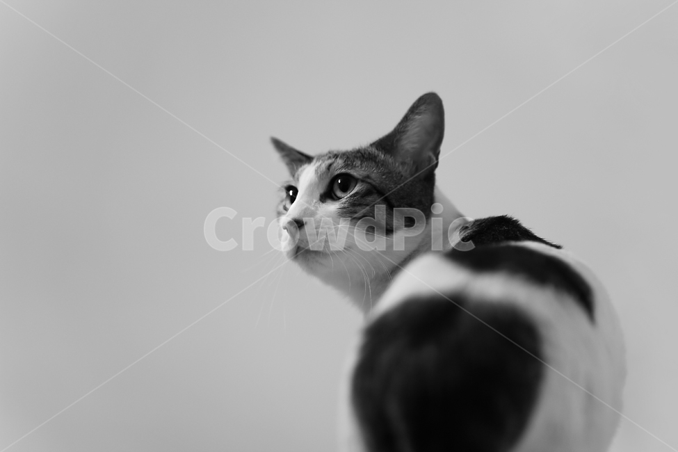 고양이,cat,animal,동물,야옹이,kitty,애묘,동물표정,흑백,모노톤,애완동물,포유류,pet,반려동물,유기묘,길냥이,kitten,아기고양이,코숏,코리안숏헤어,캣대디,캣맘,반려묘,휴식,힐링,res,trelaxation,healing,포유,류mammal,동물,animal,포유류,mammal,고양이,cat,kitten,kitty,흑백,모노톤,monochrome,black and white