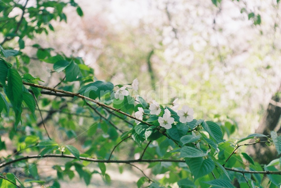 봄,꽃,벚꽃,flower,spring,필름,필름카메라,엑사,나무