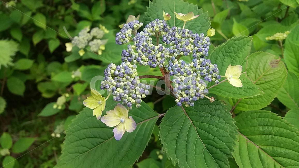 산수국,산책길,수국,숲길,산수국꽃,수국꽃