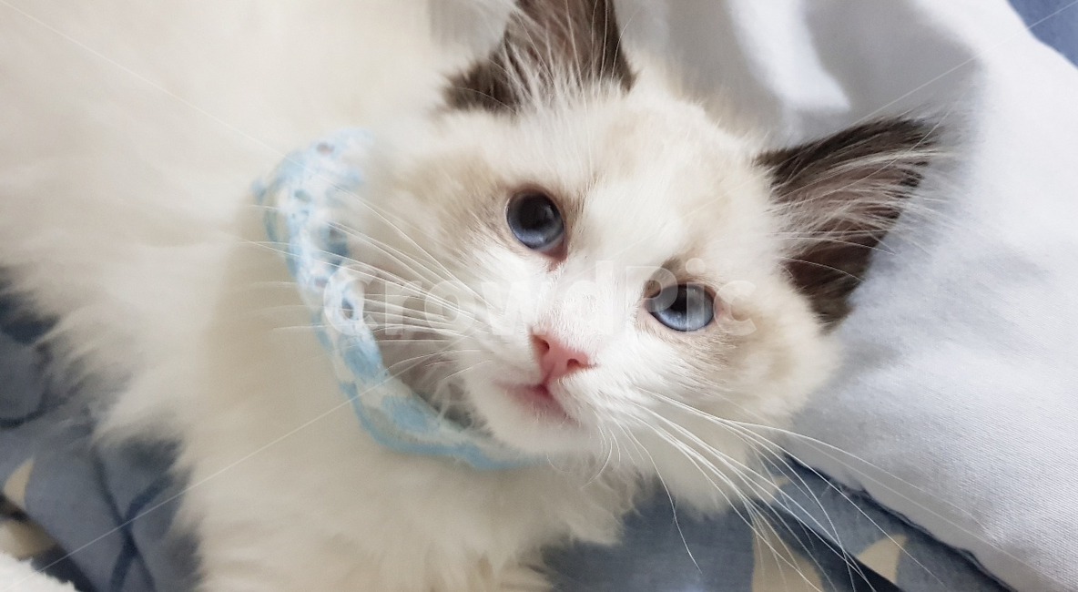 랙돌,렉돌,아기랙돌,3개월랙돌,랙돌눈색,아기고양이,동물,animal,포유류,mammal,고양이,cat,kitten,kitty