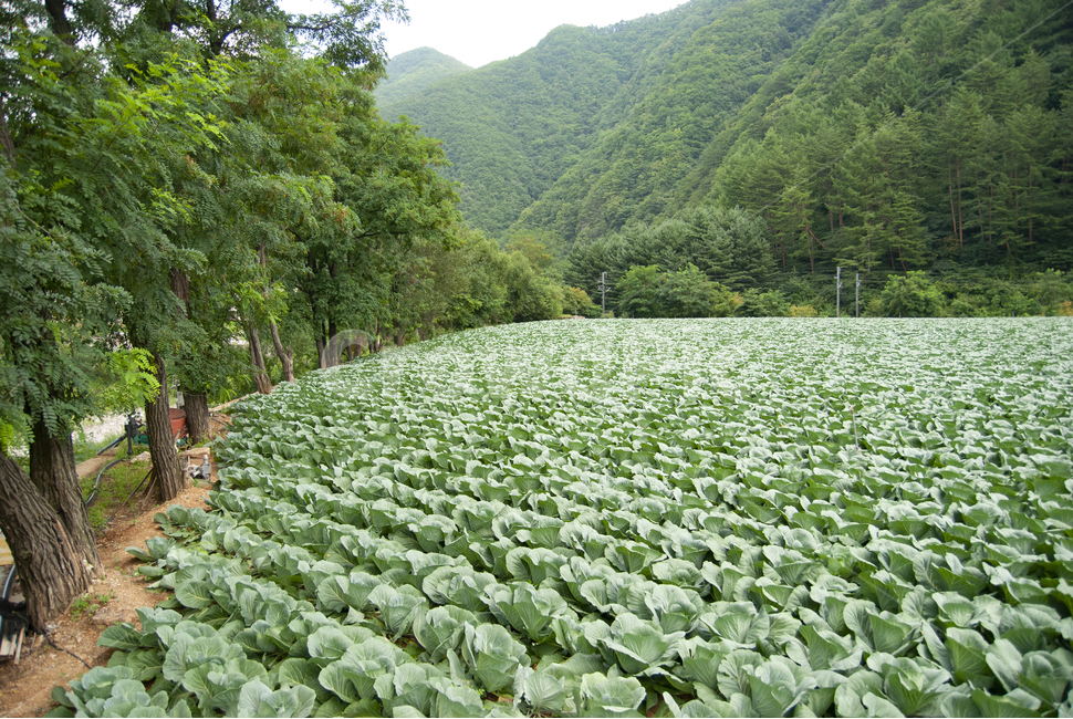 배추,배추밭,chinesecabbage,napacabbage,cabbage,한국배추,밭