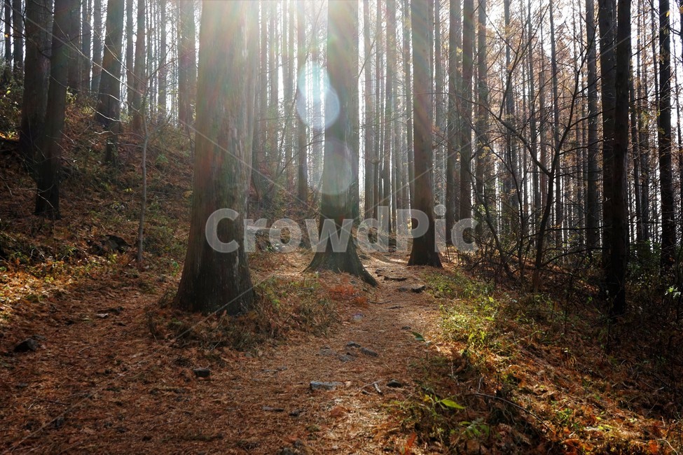 초겨울,숲,메타세콰이어,나무,자연,woods,forest,nature,trail,latefall,walkway,trees,season,stroll,park,sunshine,그림자,shadow,fall,식물,자연,plants,nature,나무,trees,wood