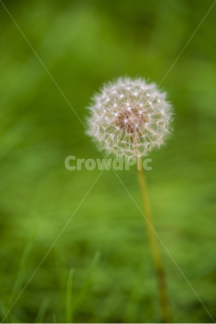 꽃,flower,식물,민들레홀씨,자연,식물,자연,plants,nature