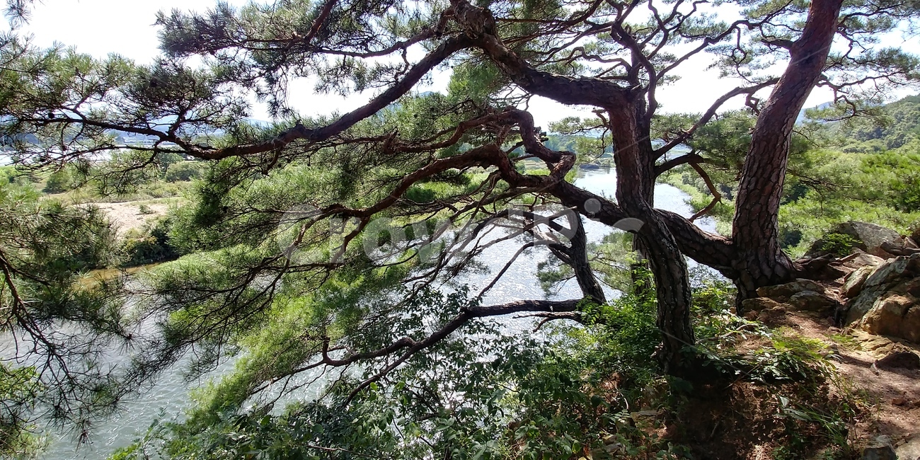 소나무,솔숲,솔밭,절경,명소,조선소나무,적송,자연풍경,자연,식물,자연,plants,nature,나무,trees,wood