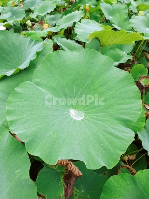 연잎,물,웅덩이,연못,빗물,초록,자연,여름,lotusleaf,water,pond