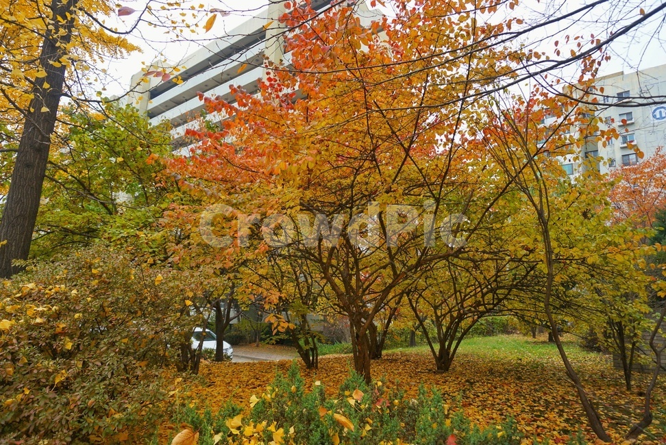 tree,plant,식물,maple,단풍,가을,계절,fall,autumn,season,나무