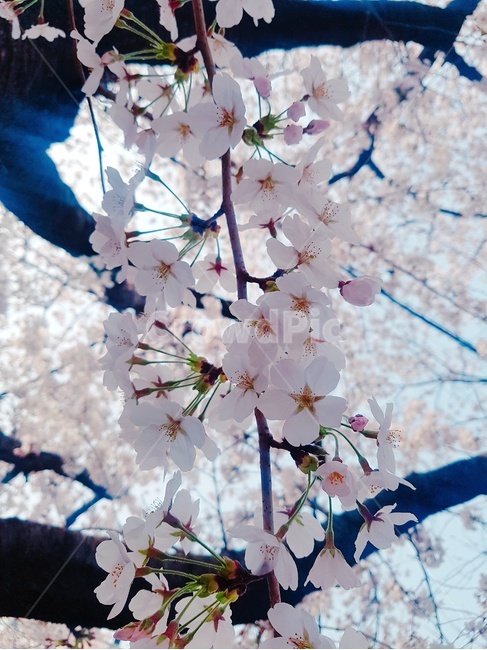 봄,벚꽃,꽃,식물,나무,봄,계절,spring,season,식물,자연,plants,nature,꽃,flower,plant,blossom