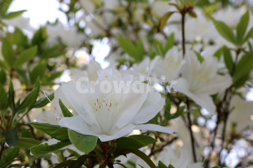 꽃,철쭉,철쭉꽃,진달래,식물,나무,흰꽃,자연,봄,식물,자연,plants,nature,꽃,flower
