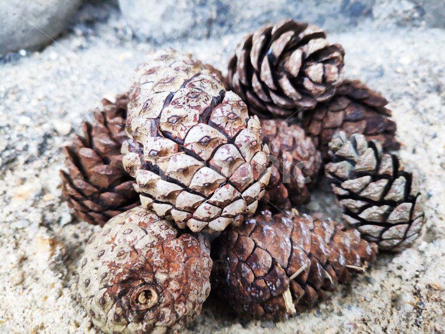 솔방울,pinecone,소나무,소나무열매,pinenuts,천연가습기,naturalhumidifier,가습기,자연,식물,나무,tree,natural,plant