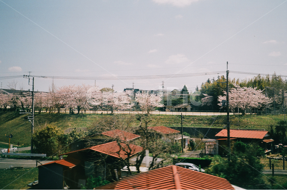 일본여행,벚꽃,봄,골목길,산책,여행,봄,계절,spring,season,자연,풍경,nature,landscape,해외,외국,세계,foreign,oversea,world,세계자연풍경,해외자연풍경,외국자연풍경,world nature landscape,식물,plants,꽃,flower,감성,sensible,feeling,roof,지붕