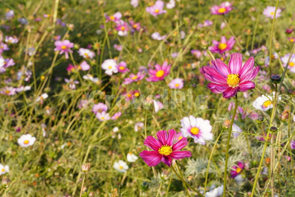 꽃,플라워,flower,코스모스,가을,계절,생물,plant,식물,식물,자연,plants,nature,꽃,flower