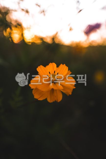 꽃,코스모스,가을,이쁜꽃,가을꽃,꽃밭