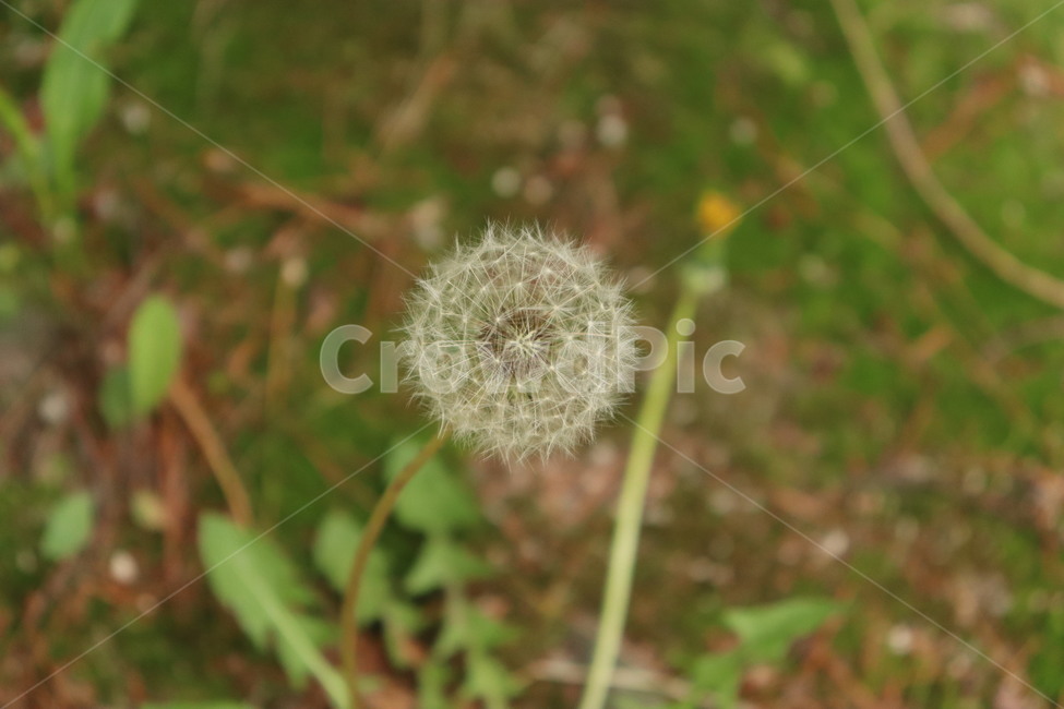 꽃,봄,민들레,민들레씨,spring,dandelion,seed,flower,예쁜,봄꽃