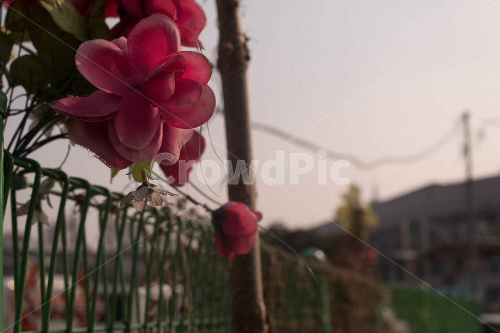 동네,추억,골목,빈티지,향수,식물,자연,plants,nature,꽃,flower,감성,sensible,feeling