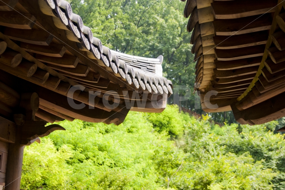 전주,한옥,한옥마을,기와,기와지붕,전통,가옥,지붕,숲,녹색,자연,건축,건축물,건물외관,exterior,building,structure,architecture,construction,한국전통,한국문화,korean traditional,korean culture