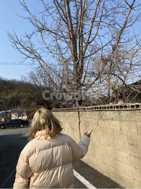 여자,여자뒷모습,여성,나무,촌,사람,인간