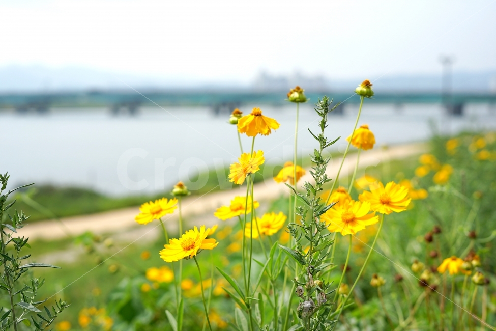 꽃,식물,감성사진,강,따뜻함,여행,trip,travel,travelling,배경,배경사진,평화로운,분위기,차분한,차분함,평화로움,풍경,풍경사진,scene,ambience,atmosphere,calm,peaceful,tranquil,still,background,view,landscape,scenery,봄,계절,spring,season,식물,자연,plants,nature,꽃,flower,outdoors,옥외