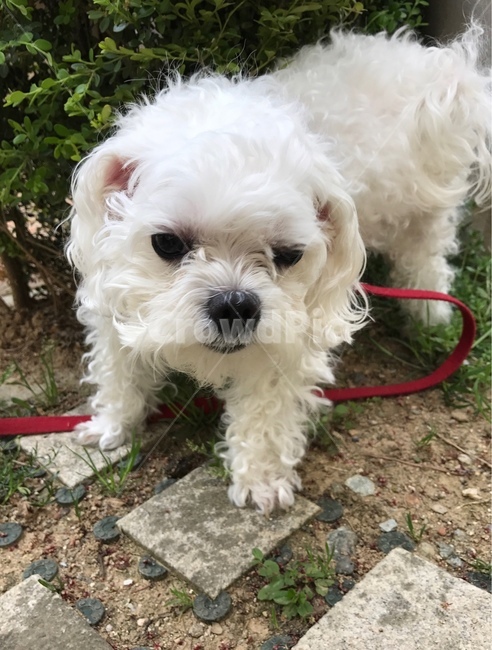 강아지,산책,말티즈,소형견,maltese
