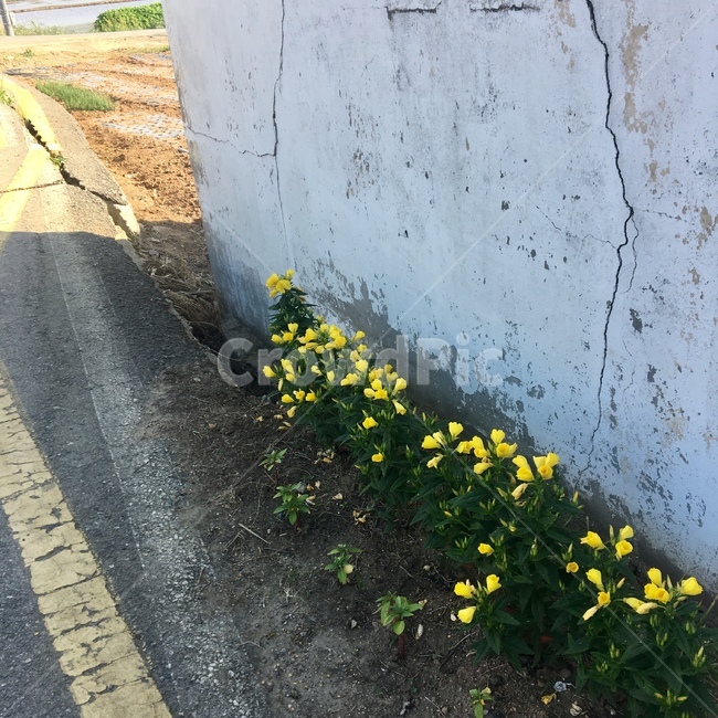 한국자연풍경,한국자연사진,꽃,달맞이꽃,길,담,담벼락,노랑,노란꽃,flower,plant,시골길,달맞이